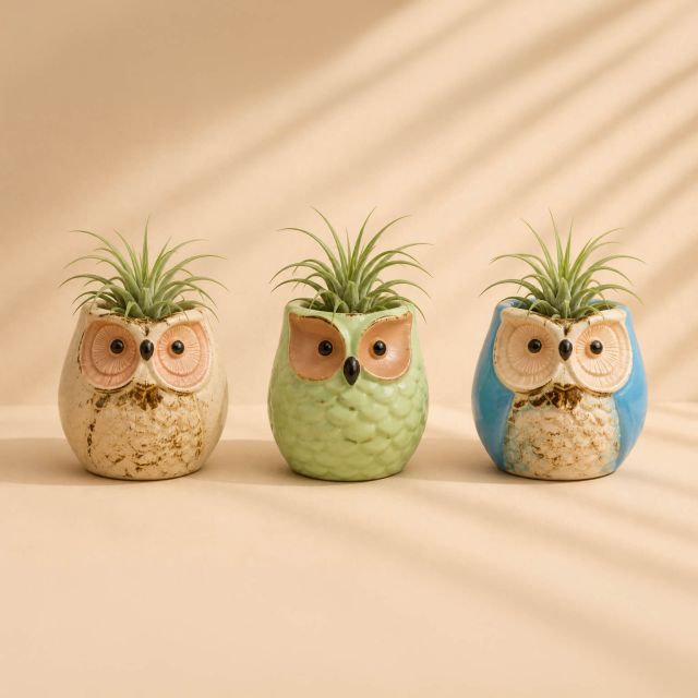 vics air plants